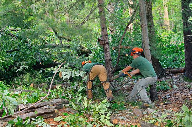 Best Tree Removal Near Me  in Garden Acres, CA